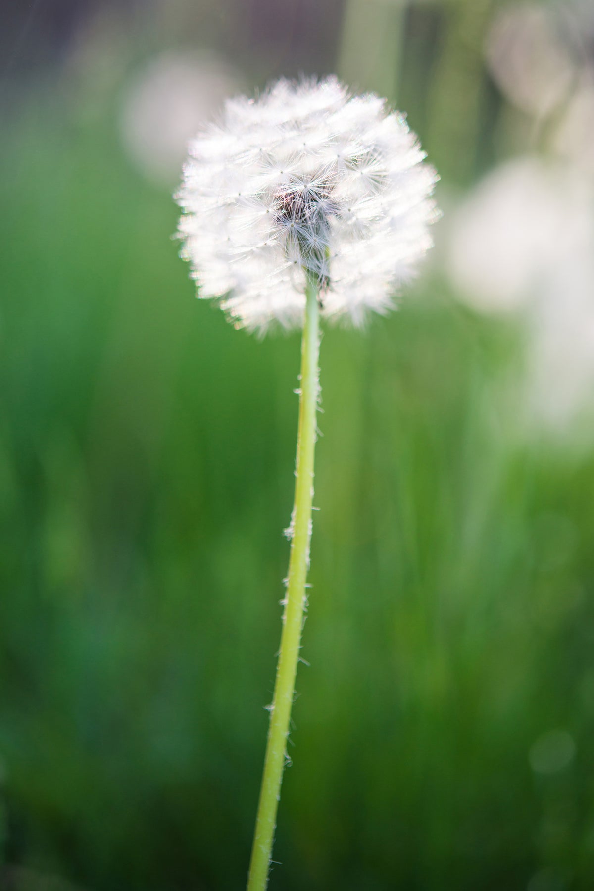 canvas-print-dandelion