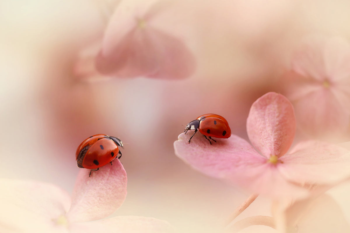 modern-3-piece-canvas-print-ladybirds-on-pink-hydrangea