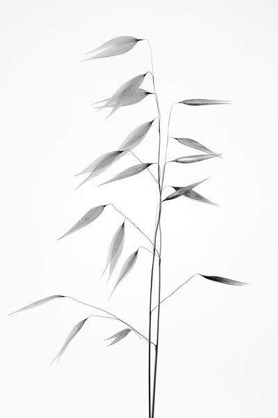 poster-print-sharpness-of-the-nature-x