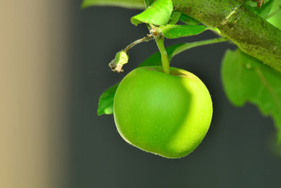 poster-print-green-apple