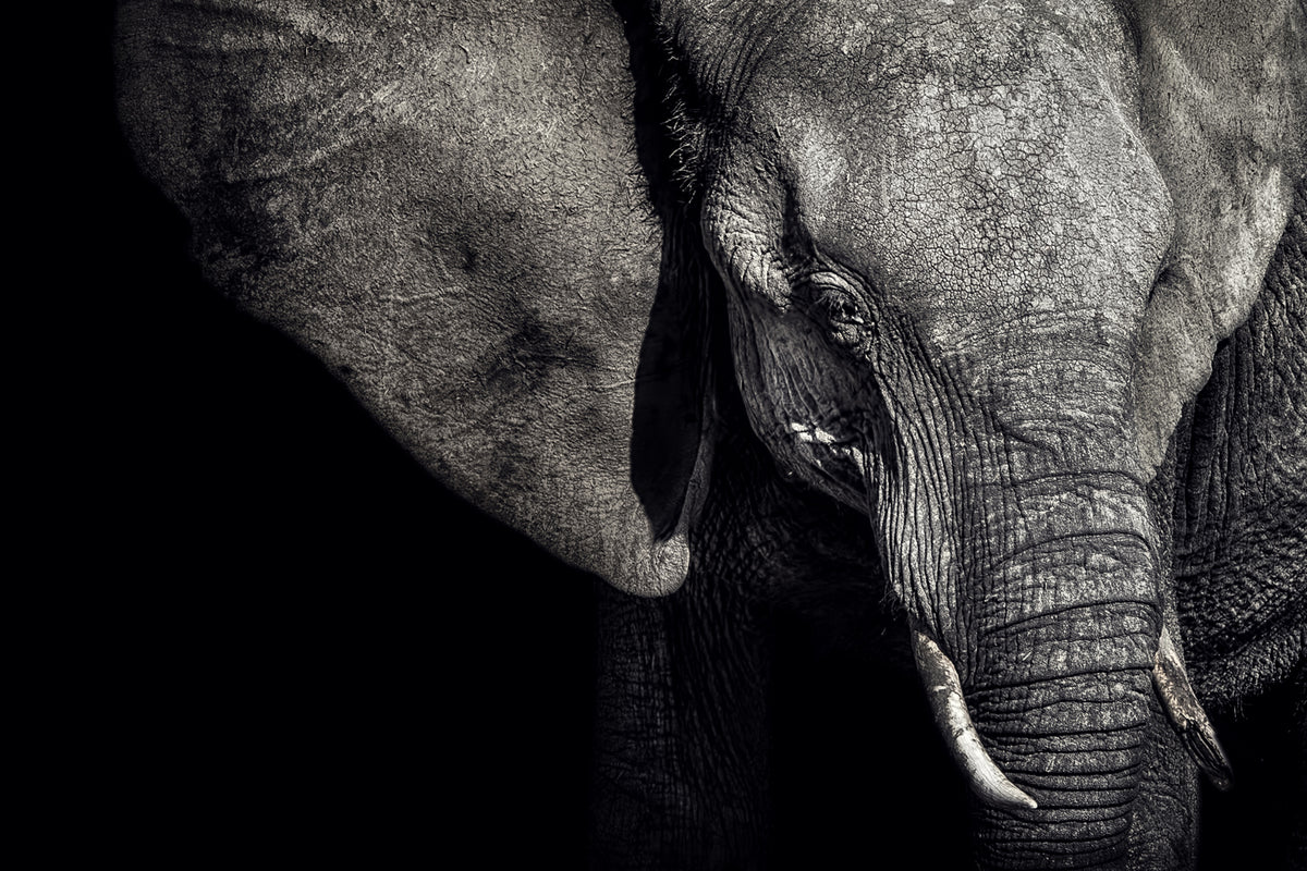 acrylic-print-the-matriarch