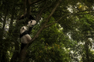 canvas-print-panda-x