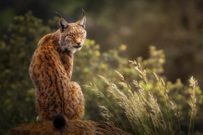 poster-print-lynx-fine-art-x