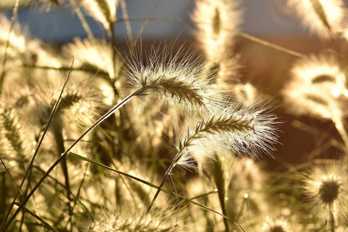 framedcanvas-print-ornamental-grass-in-the-sunlight