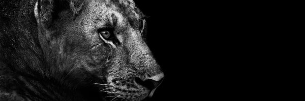 panoramic-3-piece-canvas-print-lion-panorama