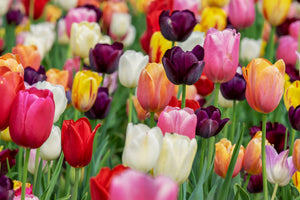acrylic-print-the-colors-of-the-tulips
