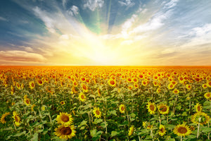 framedposter-print-a-field-full-of-sunflowers