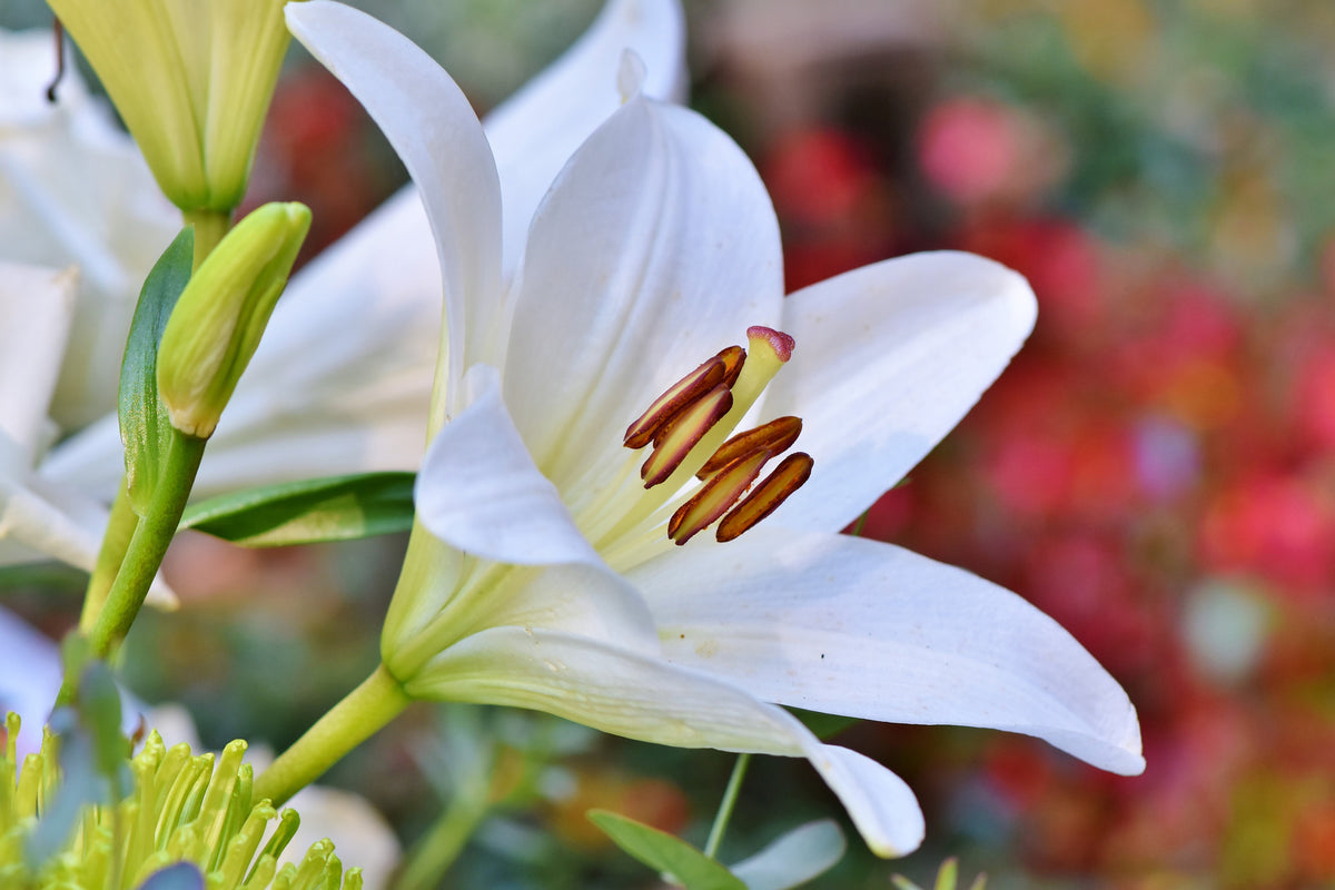 framedcanvas-print-magnificent-lily-in-white