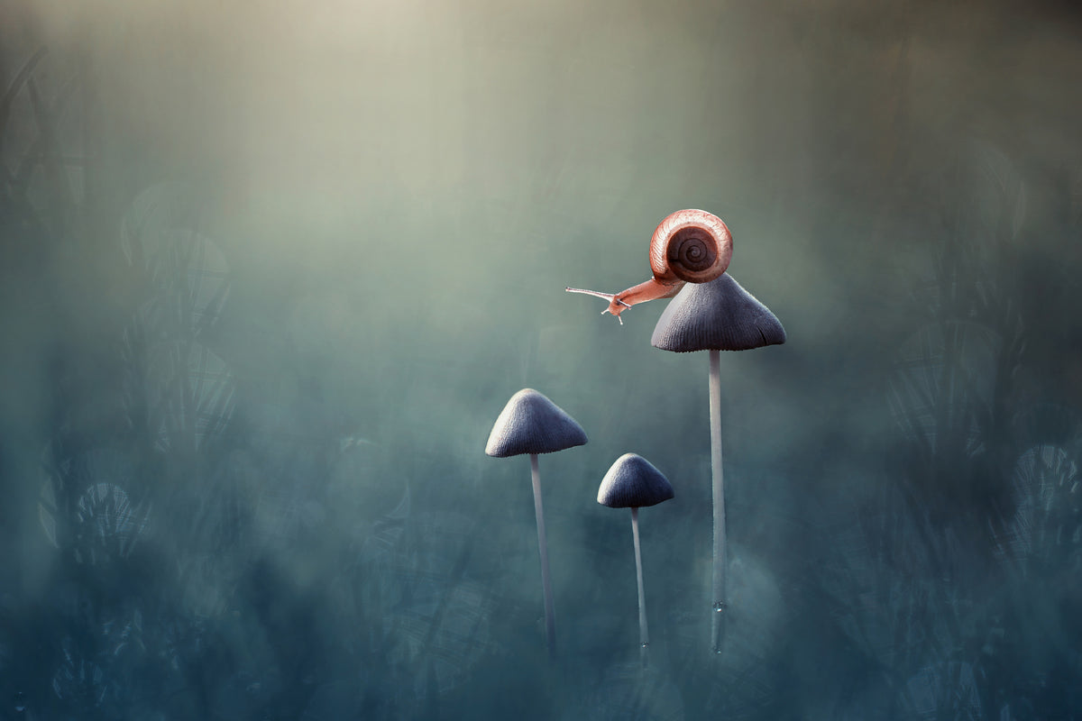 canvas-print-lonely