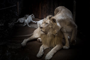 3-piece-acrylic-print-the-lion-couple