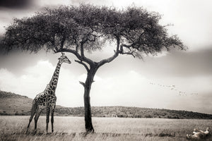 framedcanvas-print-under-the-african-sun