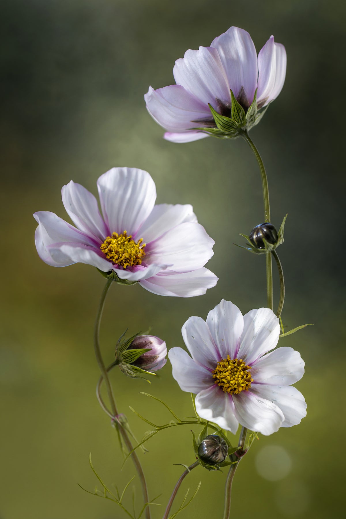 canvas-print-cosmos-ii