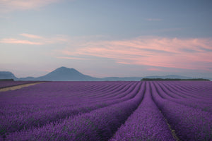 framedcanvas-print-lavender-field