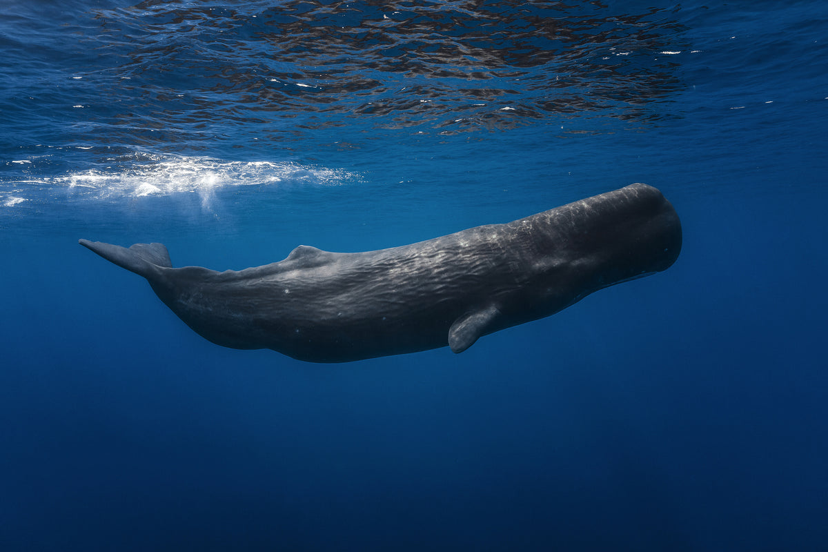 acrylic-print-sperm-whale
