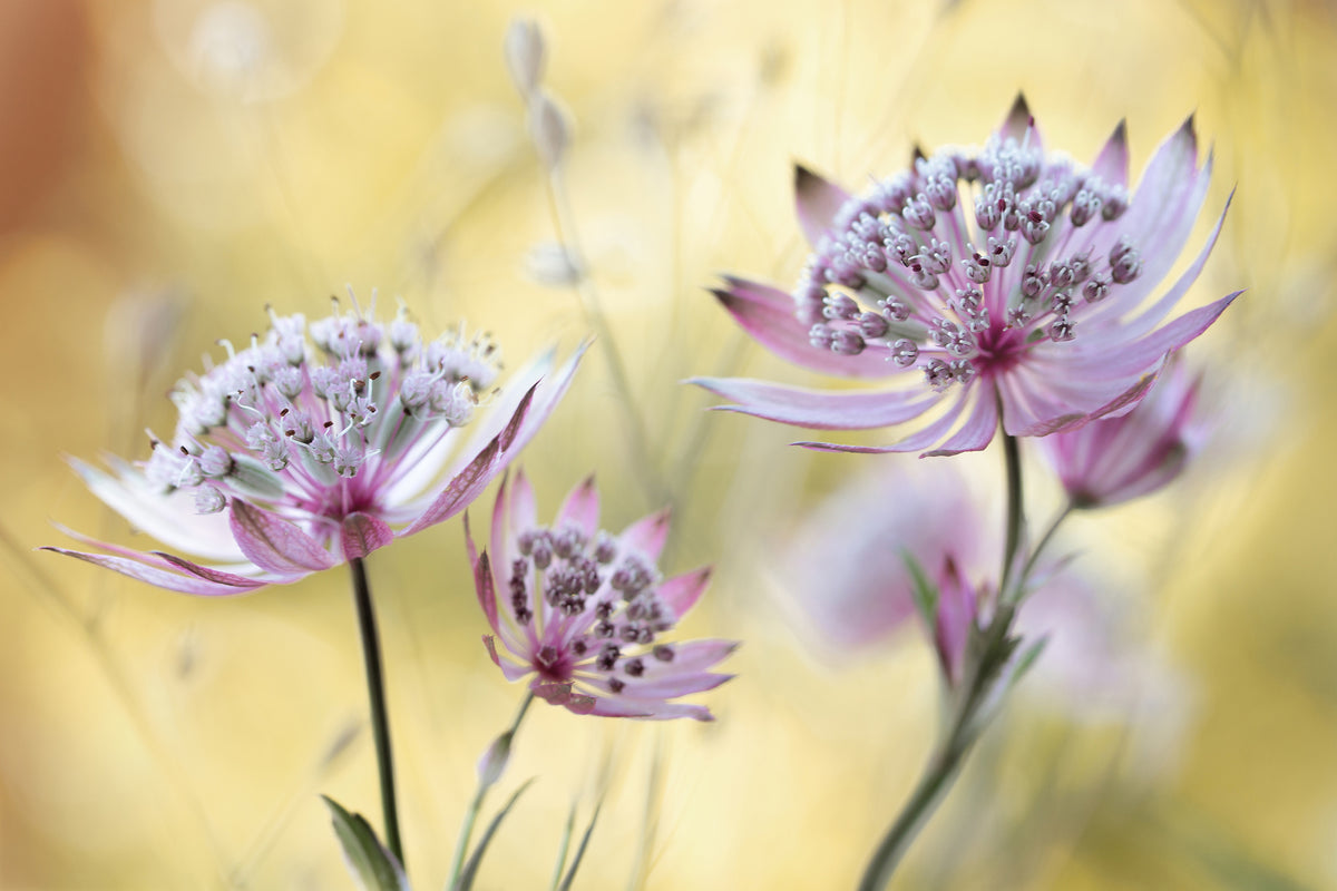 framedcanvas-print-astrantia-major