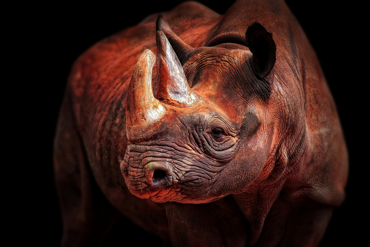 poster-print-rhino-posing-x