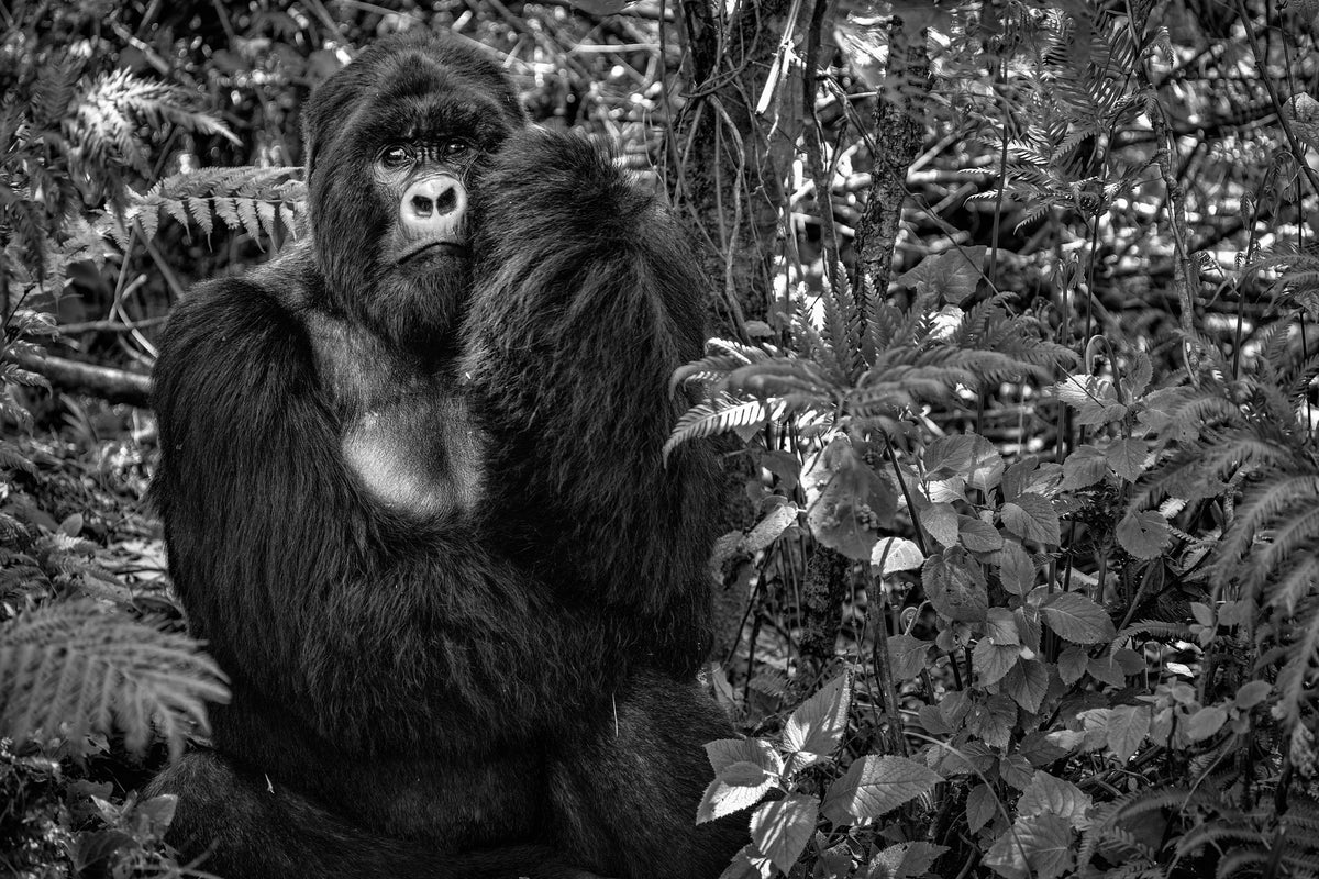 acrylic-print-kwitonda-silverback
