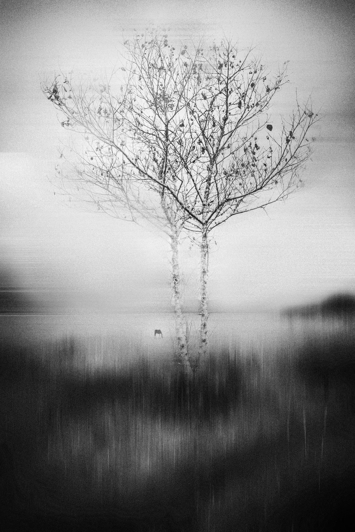aluminium-print-that-tree