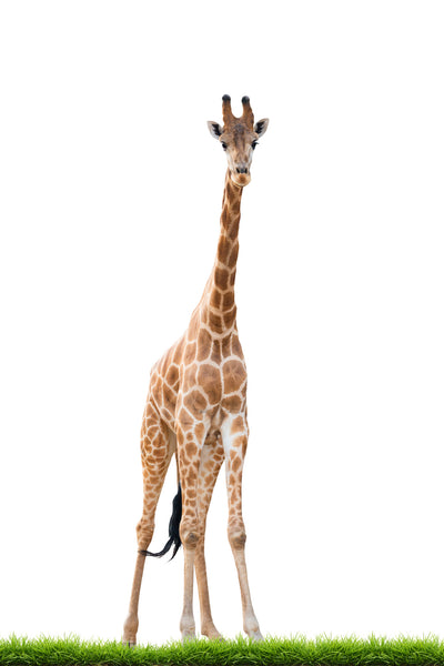 poster-print-the-long-giraffe