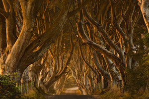 3-piece-aluminium-print-early-morning-dark-hedges