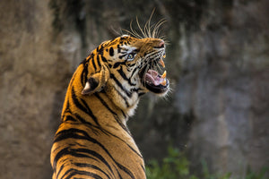aluminium-print-attention-tiger