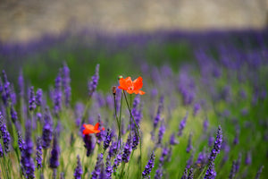 modern-3-piece-canvas-print-poppy-in-the-lavender