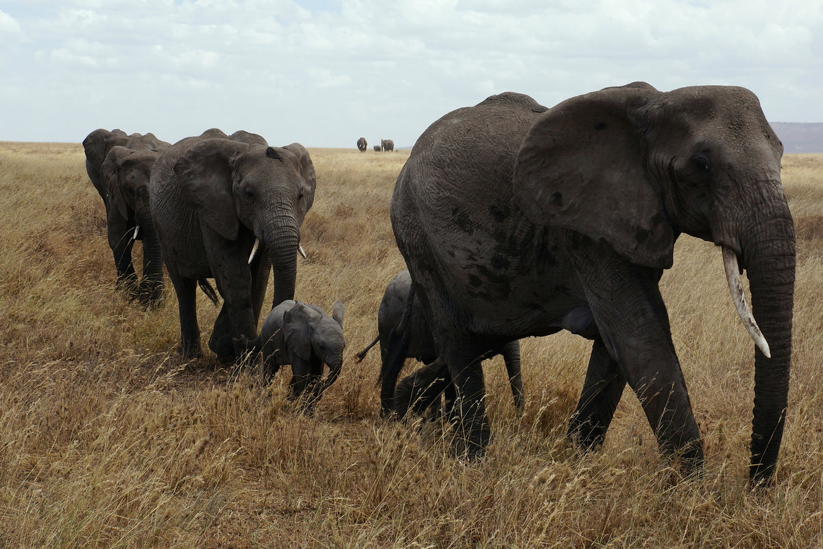 3-piece-aluminium-print-elephant-family