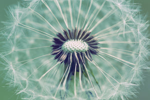 canvas-print-close-up-dandelion