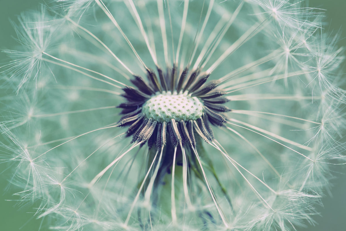 canvas-print-close-up-dandelion