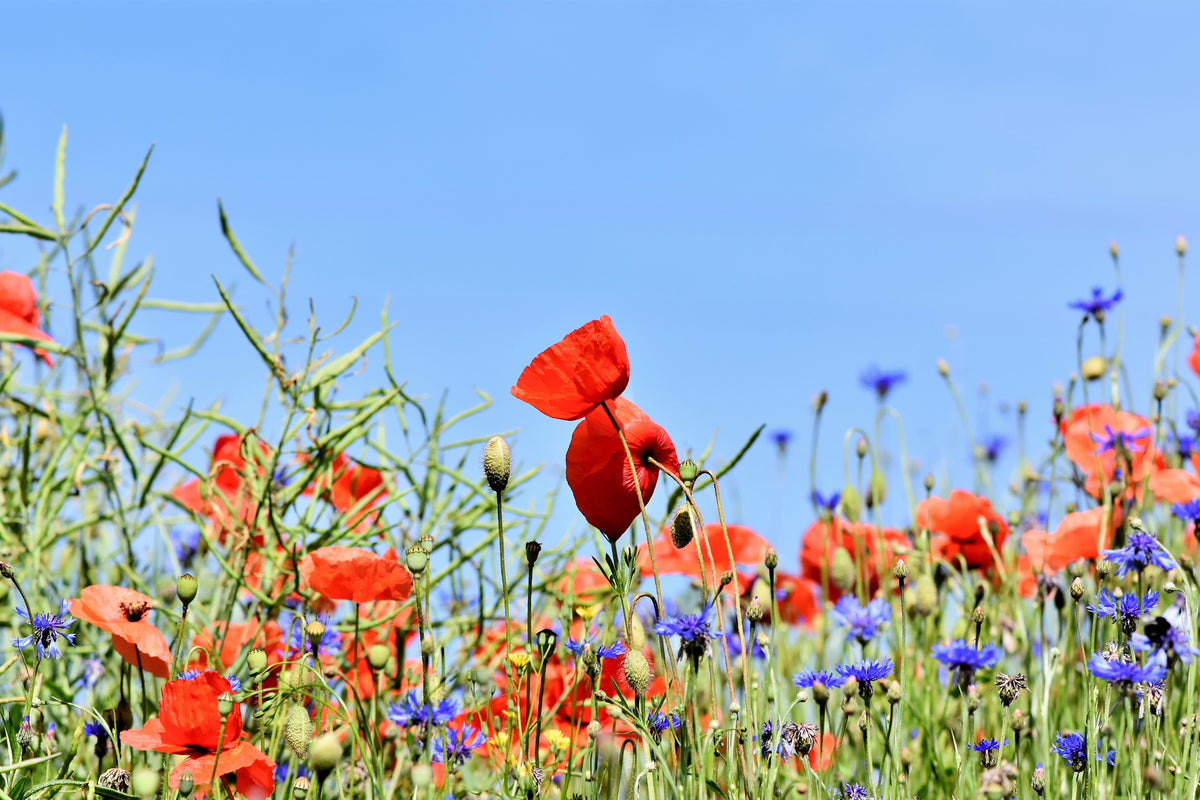 3-piece-canvas-print-the-poppy-in-the-flower-meadow