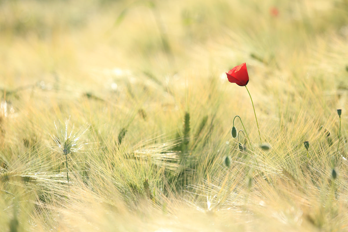 modern-3-piece-acrylic-print-a-poppy