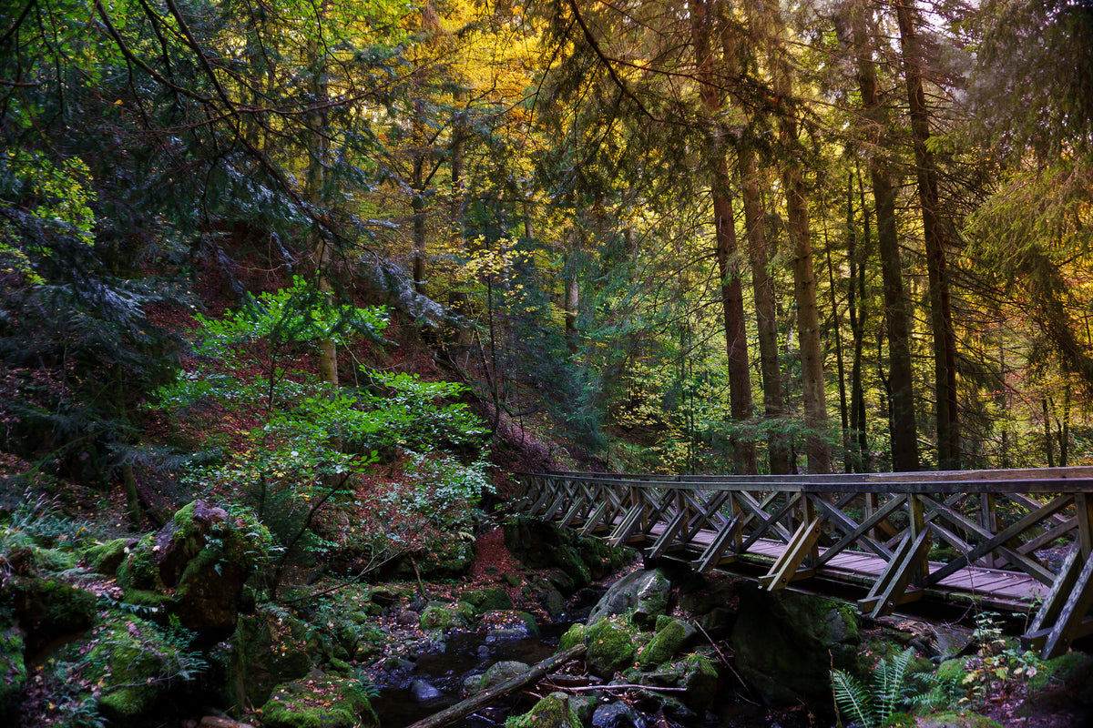 canvas-print-the-forest-bridge