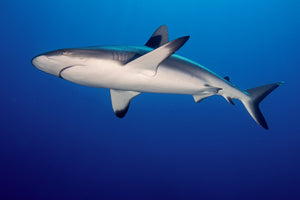 acrylic-print-shark-in-the-dark-sea