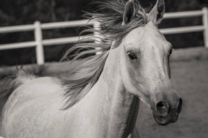 framedcanvas-print-there-is-a-horse