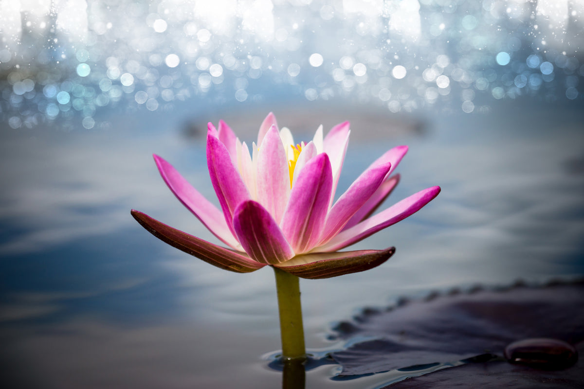 framedposter-print-lotus-in-the-morning-dew
