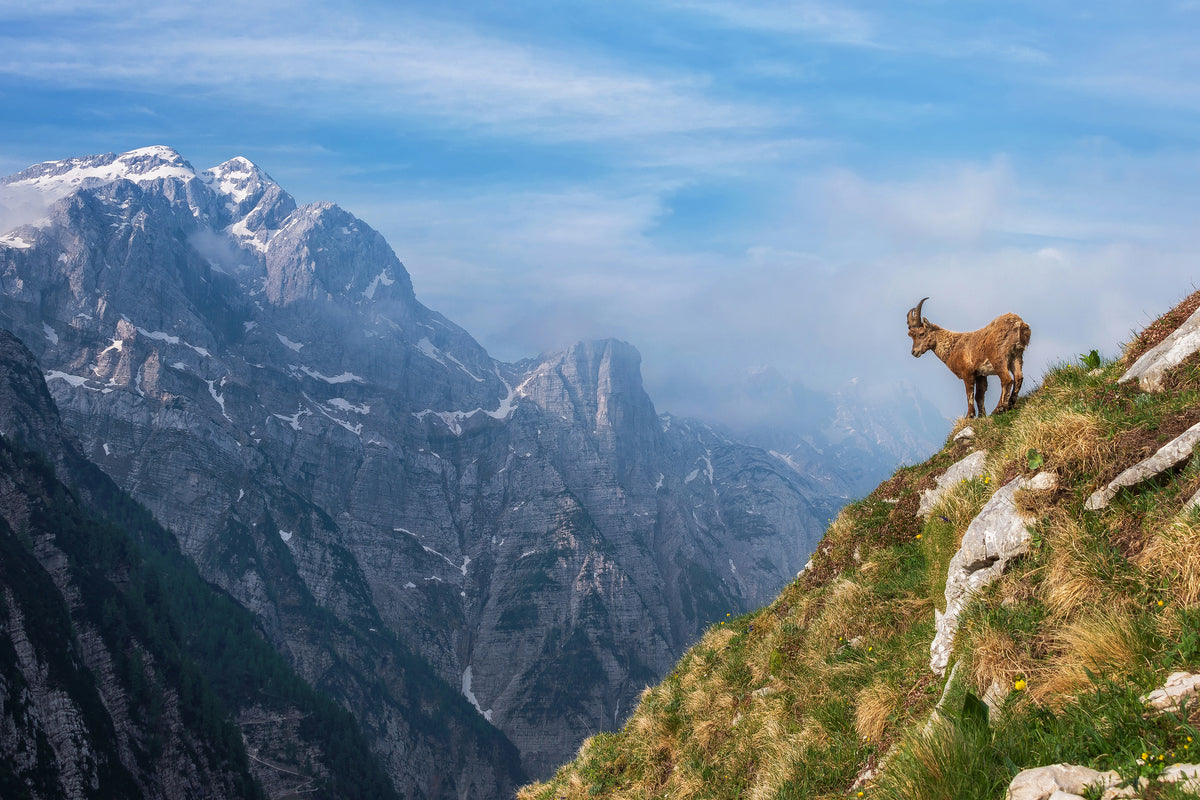poster-print-alpine-ibex-in-the-mountains-x