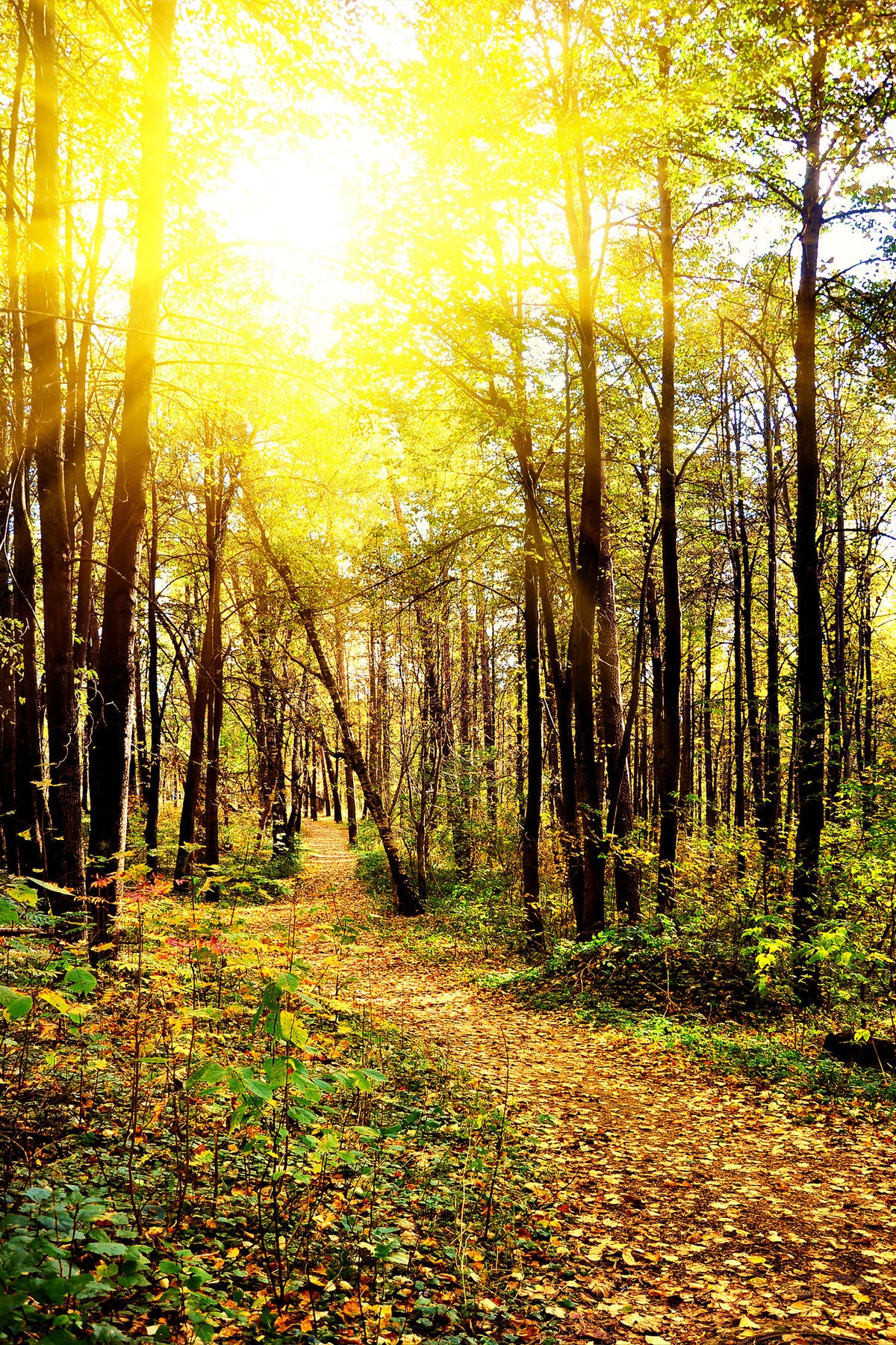 framedcanvas-print-woodland-walk-in-the-autumn-sun