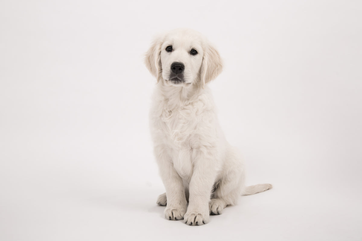 3-piece-acrylic-print-sweet-golden-retriever-puppy