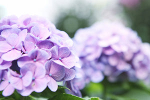 3-piece-acrylic-print-hydrangeas