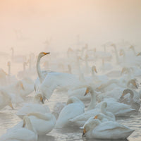 4-piece-aluminium-print-song-of-the-morning-light
