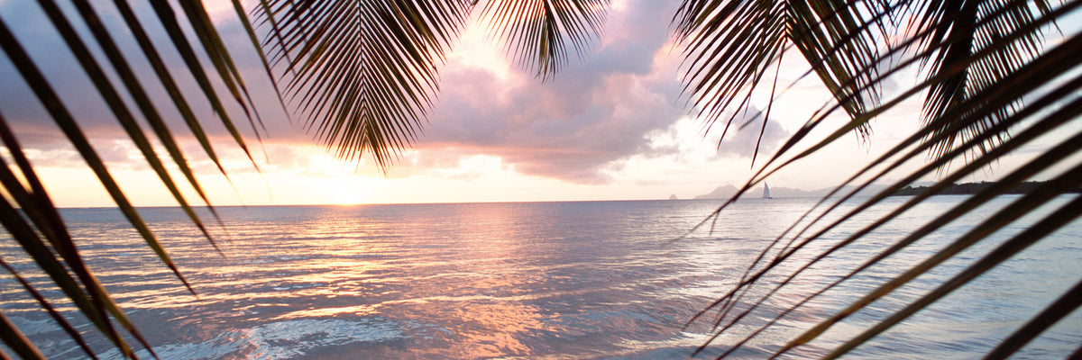panoramic-3-piece-acrylic-print-under-palm-leaves-panorama