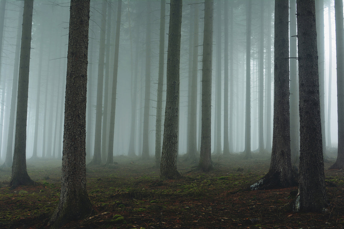 poster-print-foggy-forest-xcg