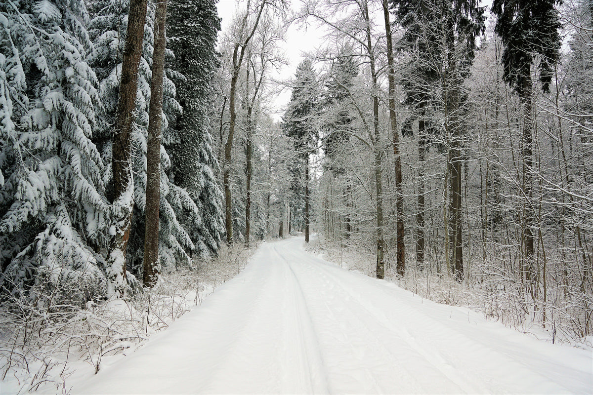 canvas-print-snow-in-the-forest