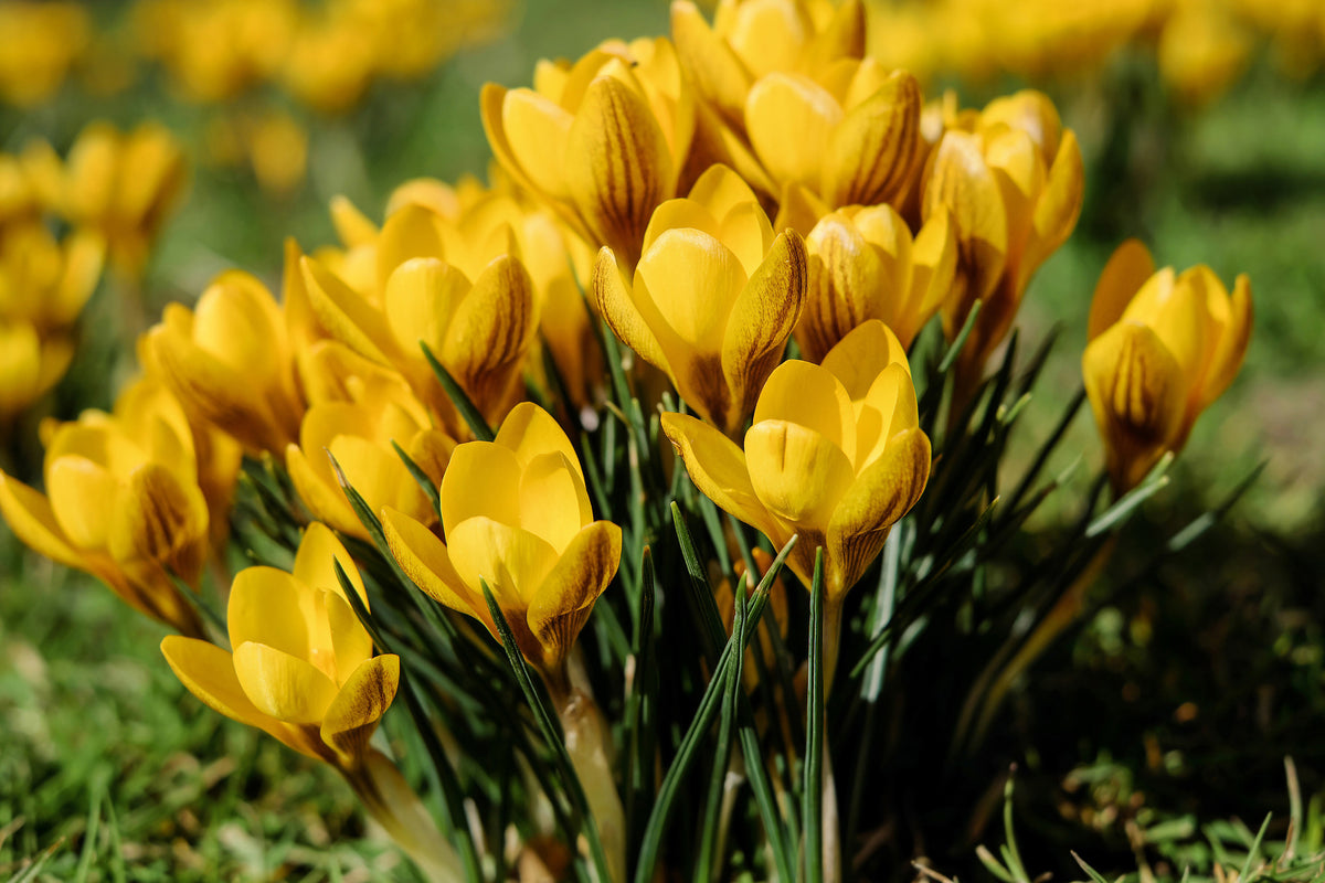 canvas-print-crocuses-in-spring