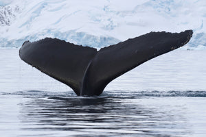 poster-print-the-humpback-whale