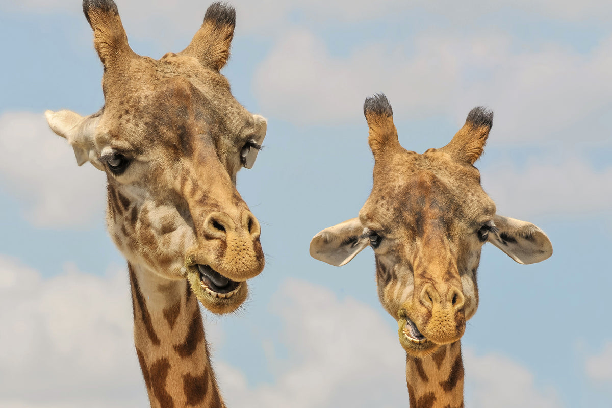 3-piece-aluminium-print-2-giraffes