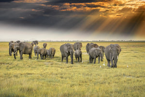 canvas-print-for-the-love-of-elephants-x