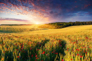 aluminium-print-a-flower-field-at-sunrise