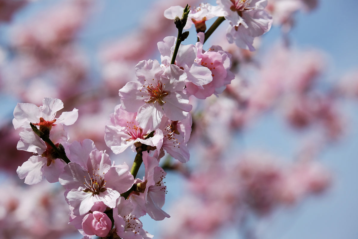 aluminium-print-japanese-cherry-tree-close-up