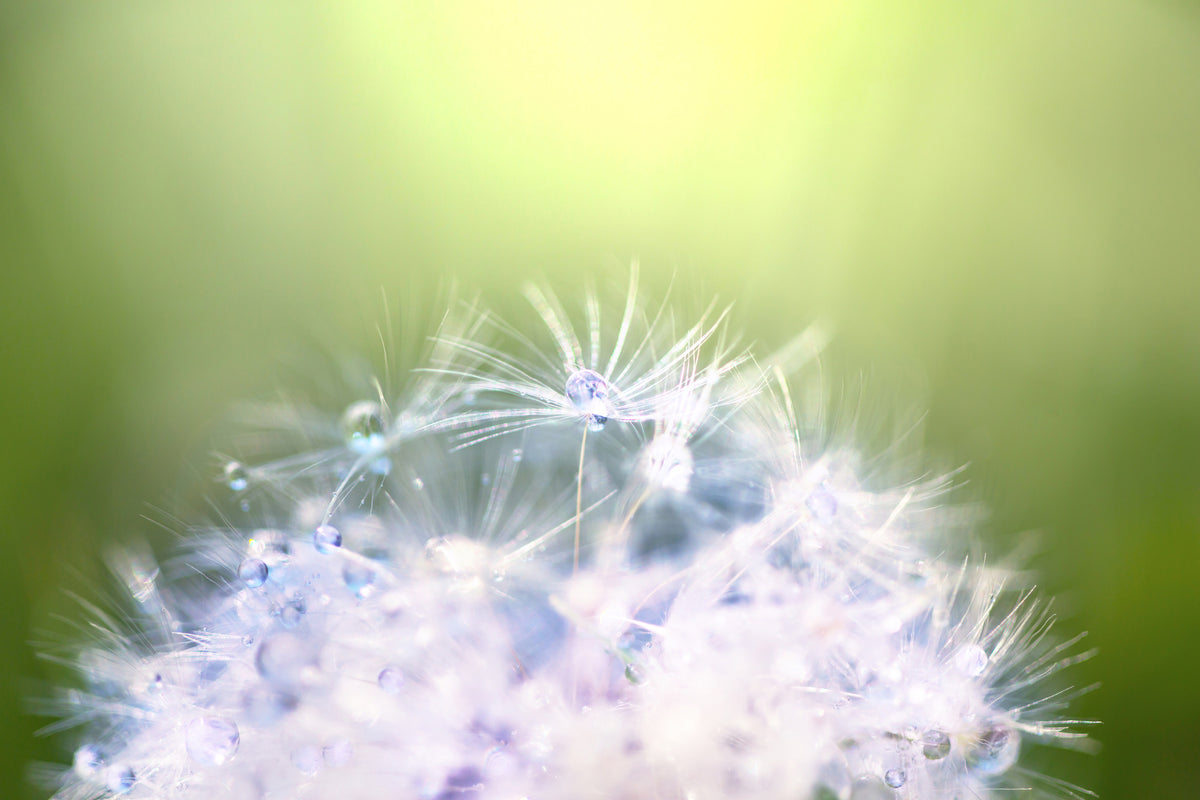 modern-3-piece-aluminium-print-dandelion-xl-in-morning-dew